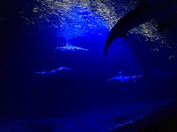 3 sharks in deep blue sea (Species speculated is Great White)